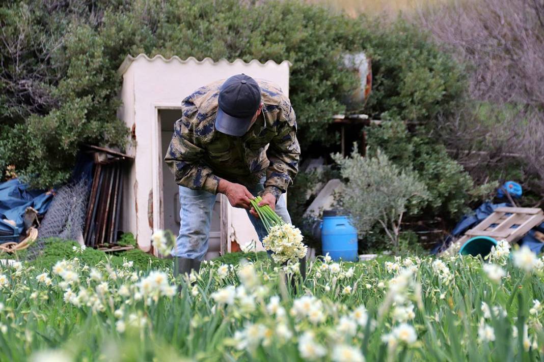 Bir demeti tarlada 100-120 TL, tezgahta 150-200 TL! O kentte hasat başladı 5